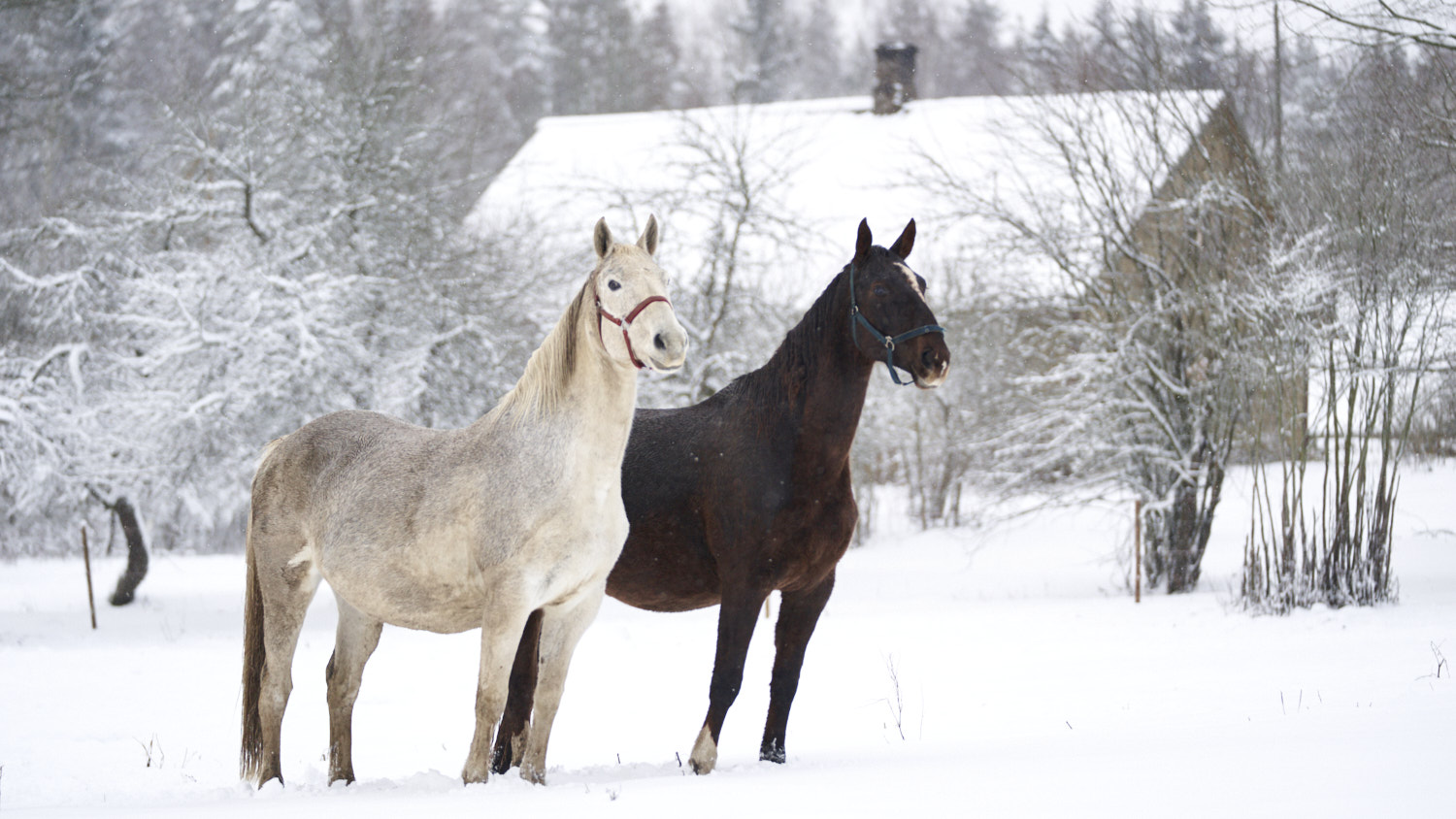 Hobused talvises Kuplandis. Foto: erakogu