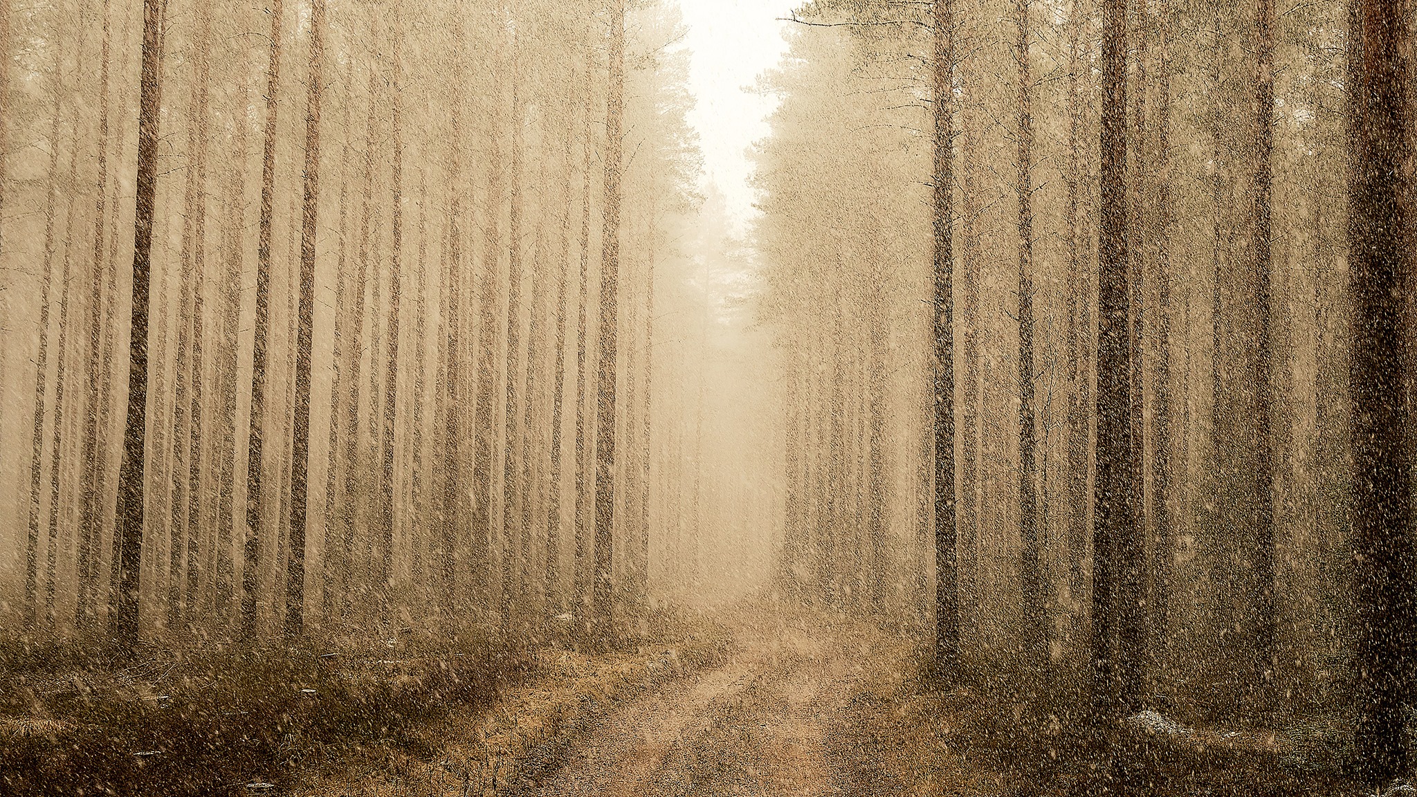Winter forest