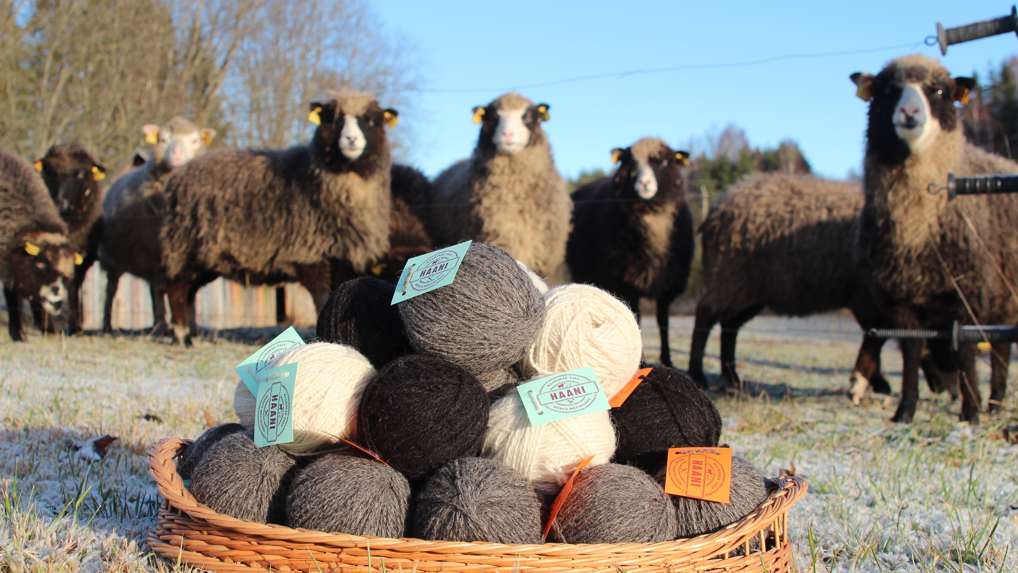 Haani Loometare lambad