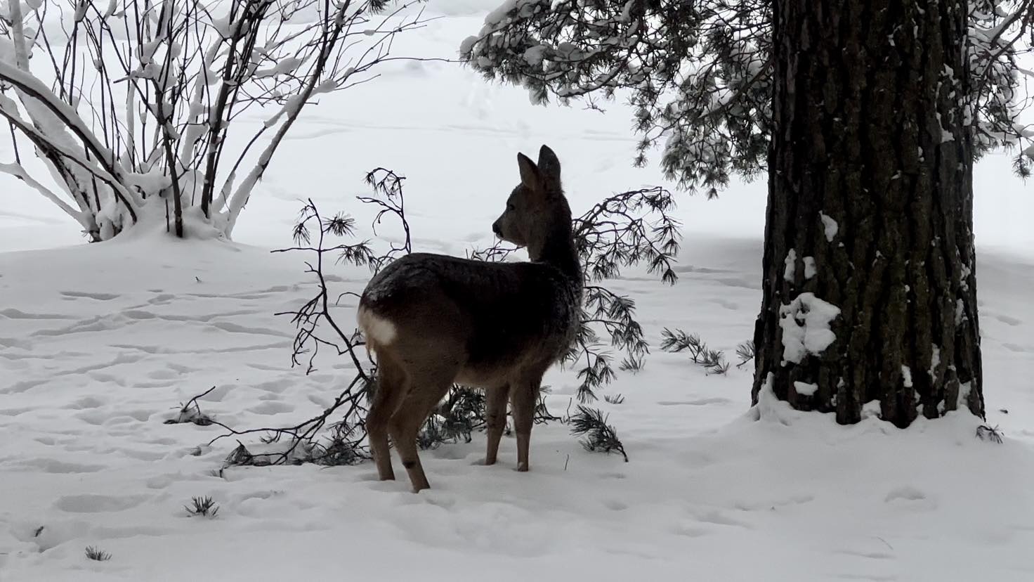Oh, Deer!